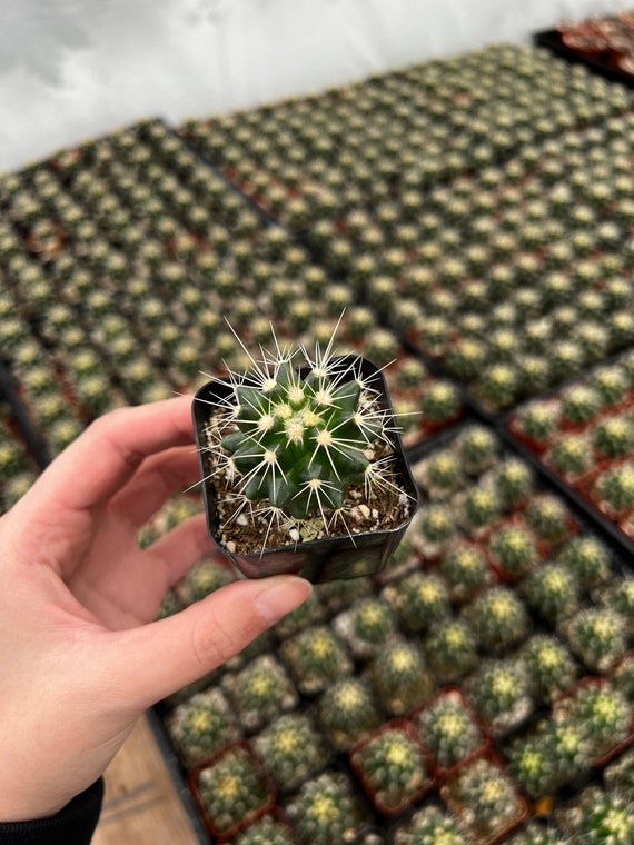 Golden Barrel Cactus, Echinnocactus Grusonii, Live Plant in 2" size - Etsy  Schweiz