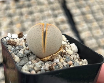 Dinteranthus Wilmotianus Lithop, Living Stone, Split Rock, Pebble Plant, Rare Succulent, Live Succulent in 2'' pot