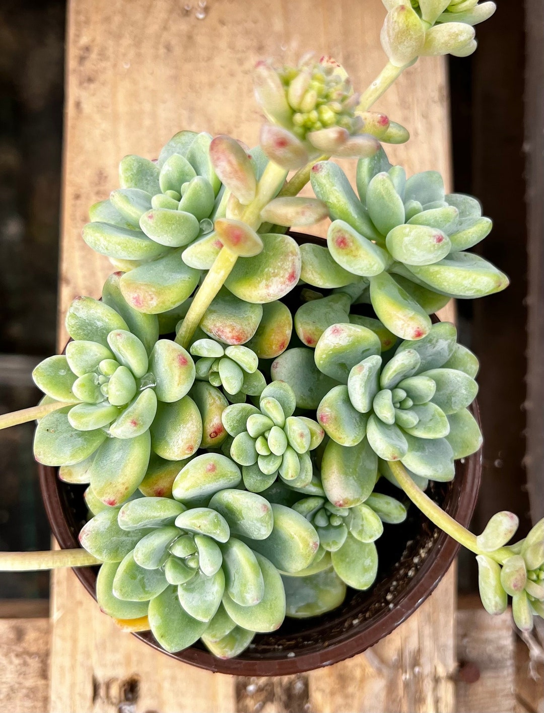 Sedum Clavatum, Tiscalatengo Gorge, Floral Succulent, Rock Garden