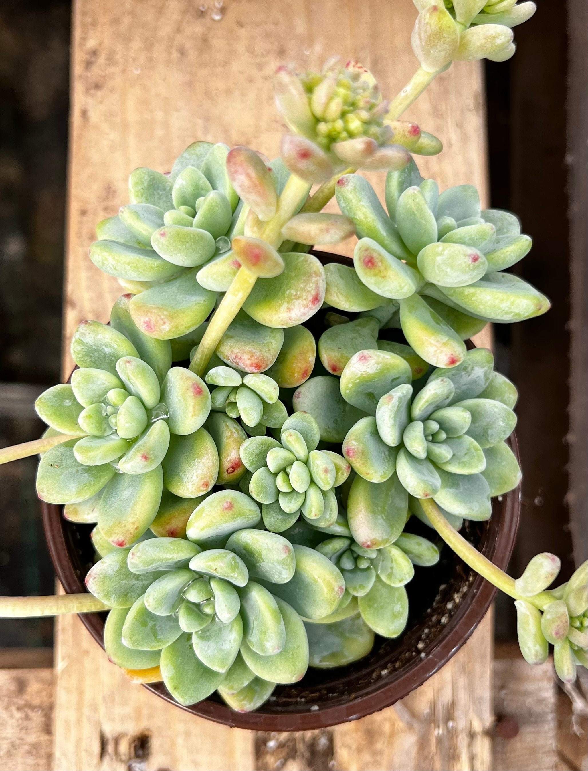 Sedum Clavatum, Garganta de Tiscalatengo, Suculenta Floral, Planta de  Jardín de Rocas, Planta Viva en maceta de 4'' - Etsy México, image size:2055x2695