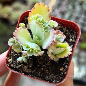 May include: A small succulent plant with green and pink leaves in a red plastic pot. The plant has a unique, ruffled appearance.