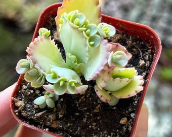 Mother of Thousands, Kalanchoe Succulent, Small Plant in 2”, 4”pot