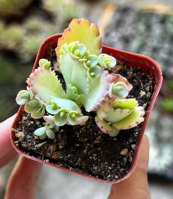 Mother of Thousands, Kalanchoe Succulent, Small Plant in 2, 4pot - Etsy  Ireland