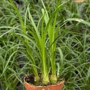 Ponytail Palm, Landscaping Plant, Live Plant in 2" pot