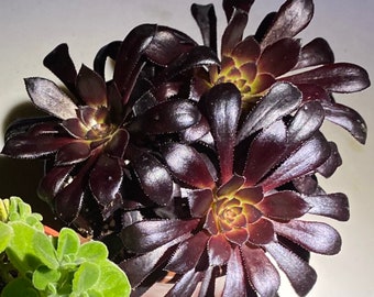 Aeonium Black Rose, Live Succulent in 2'', 4'', 6'', 8" pot