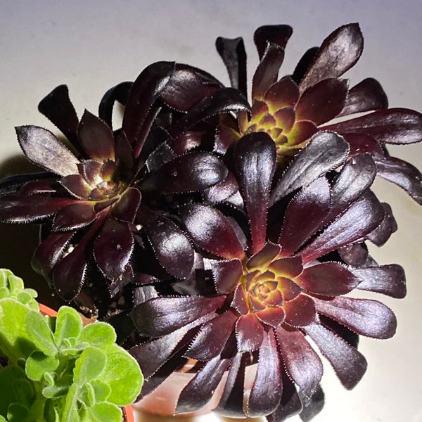 Aeonium Black Rose, Live Succulent in 2'', 4'', 6'', 8" pot