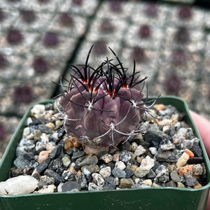 Purple Cactus, Rare Cactus, Neochilenia Jussieui, Live Plant in 3.5" pot