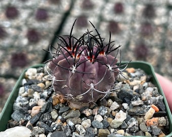 Purple Cactus, Rare Cactus, Neochilenia Jussieui, Live Plant in 3.5" pot