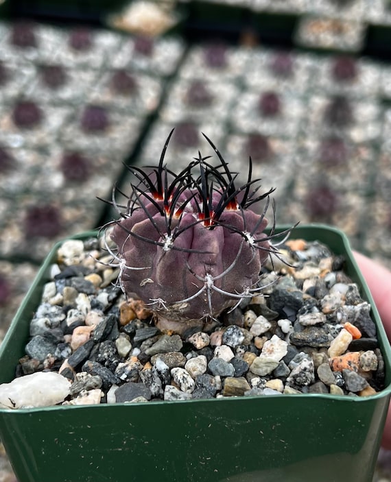 Purple Cactus, Rare Cactus, Neochilenia Jussieui, Live Plant in 3.5" Pot -  Etsy