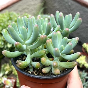 Jelly Beans, Sedum Pachyphyllum Rose, Live Succulent In 2, 4'' Pot 4" pot