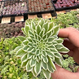 Aeonium Emerald Ice, Live Succulent in 2&#39;&#39;, 4&#39;&#39; pot