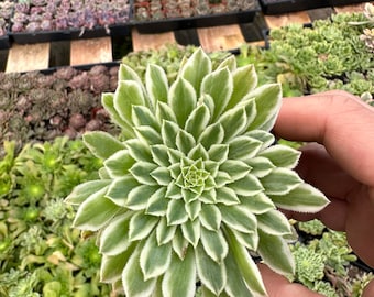 Aeonium Emerald Ice, Live Succulent in 2'', 4'' pot