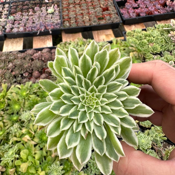 Aeonium Emerald Ice, Live Succulent in 2'', 4'' pot