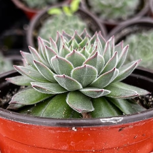 May include: A close-up of a succulent plant in a brown plastic pot. The plant has green leaves with red tips and a fuzzy texture. The pot is filled with soil and is surrounded by other plants in similar pots.