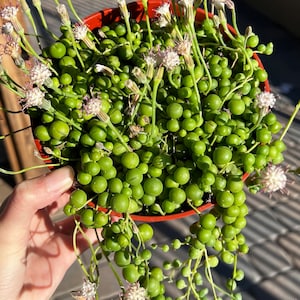 String of Pearls, Hanging Succulent, Trailing Plant, Live Plant in 6'' Hanging Basket