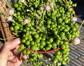 String of Pearls, Hanging Succulent, Trailing Plant, Live Plant in 6'' Hanging Basket