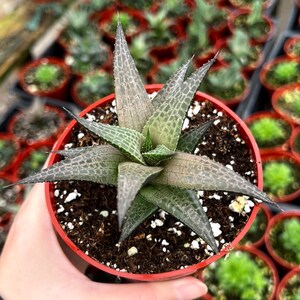 Haworthia Tessellata, Rare Succulent, Live Plant in 4 pot image 1