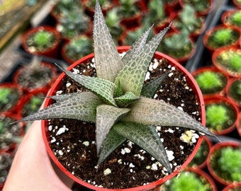 Haworthia Tessellata, Rare Succulent, Live Plant in 4’’ pot