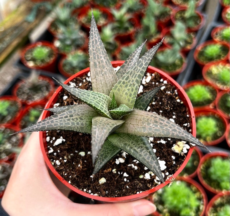 Haworthia Tessellata, Rare Succulent, Live Plant in 4 pot image 1