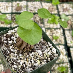 May include: A small green plant with heart-shaped leaves growing in a square pot filled with white and brown gravel. The plant is a type of vine and has a long stem that is trailing over the edge of the pot.