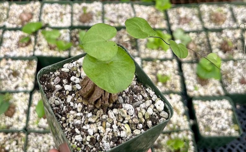 May include: A small green plant with heart-shaped leaves growing in a square pot filled with white and brown gravel. The plant is a type of vine and has a long stem that is trailing over the edge of the pot.