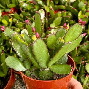 May include: A green Christmas cactus in a small terracotta pot. The plant has flat, segmented leaves with pink buds and flowers. The image shows a close-up of the plant, highlighting its texture and color. Other similar plants are in the background.