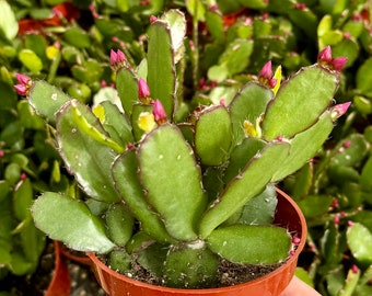 Easter Cactus, Blooming Cactus, Easter Gift, Live Plant in 4" pot