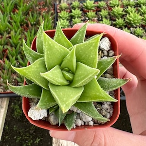 May include: A small green succulent plant with pointed leaves growing in a red plastic pot. The plant is being held in a hand.