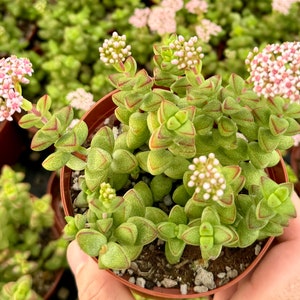 Crassula Brevifolia, Small Succulent, Mini Plant in 2&quot;, 4&quot; pot