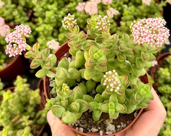 May include: A potted succulent plant with small, green, geometric leaves edged in red. Clusters of tiny, white and pink flowers bloom at the ends of the stems. The plant is in a brown plastic pot, held by a hand.