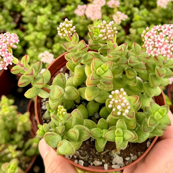 Crassula Brevifolia, Small Succulent, Mini Plant in 2", 4" pot