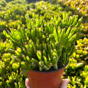 K&ouml;nnte beinhalten: Nahaufnahme einer Sukkulente mit gr&uuml;nen fleischigen St&auml;ngeln und Bl&auml;ttern. Die Pflanze ist in einem braunen Terrakotta-Topf eingetopft.