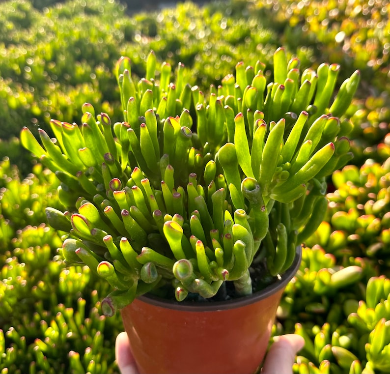 K&ouml;nnte beinhalten: Nahaufnahme einer Sukkulente mit gr&uuml;nen fleischigen St&auml;ngeln und Bl&auml;ttern. Die Pflanze ist in einem braunen Terrakotta-Topf eingetopft.