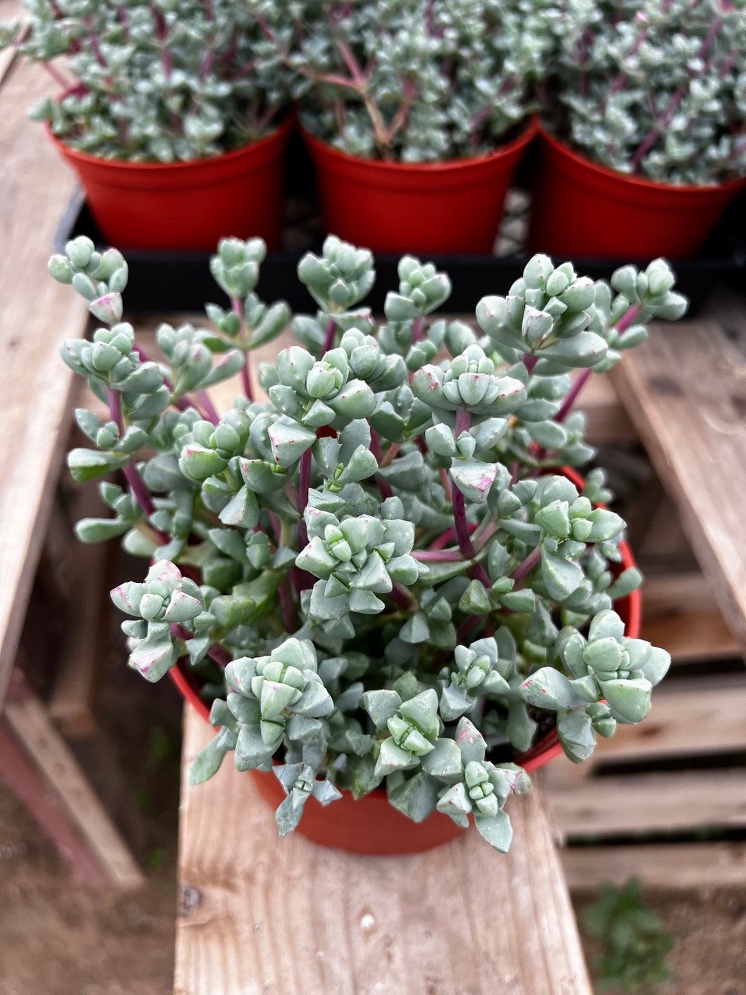 Pink Vygie, Pink Ice Plant, Vigie Sandstone, Oscularia Deltoides, Rare  Succulent, Live Plant in 4'' Pot - Etsy
