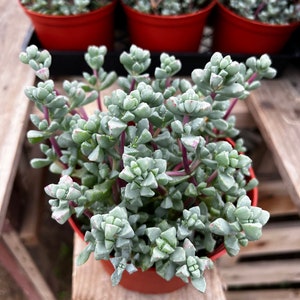Pink Vygie, Pink Ice Plant, Vigie Sandstone, Oscularia Deltoides, Rare Succulent, Live Plant in 4&#39;&#39; pot