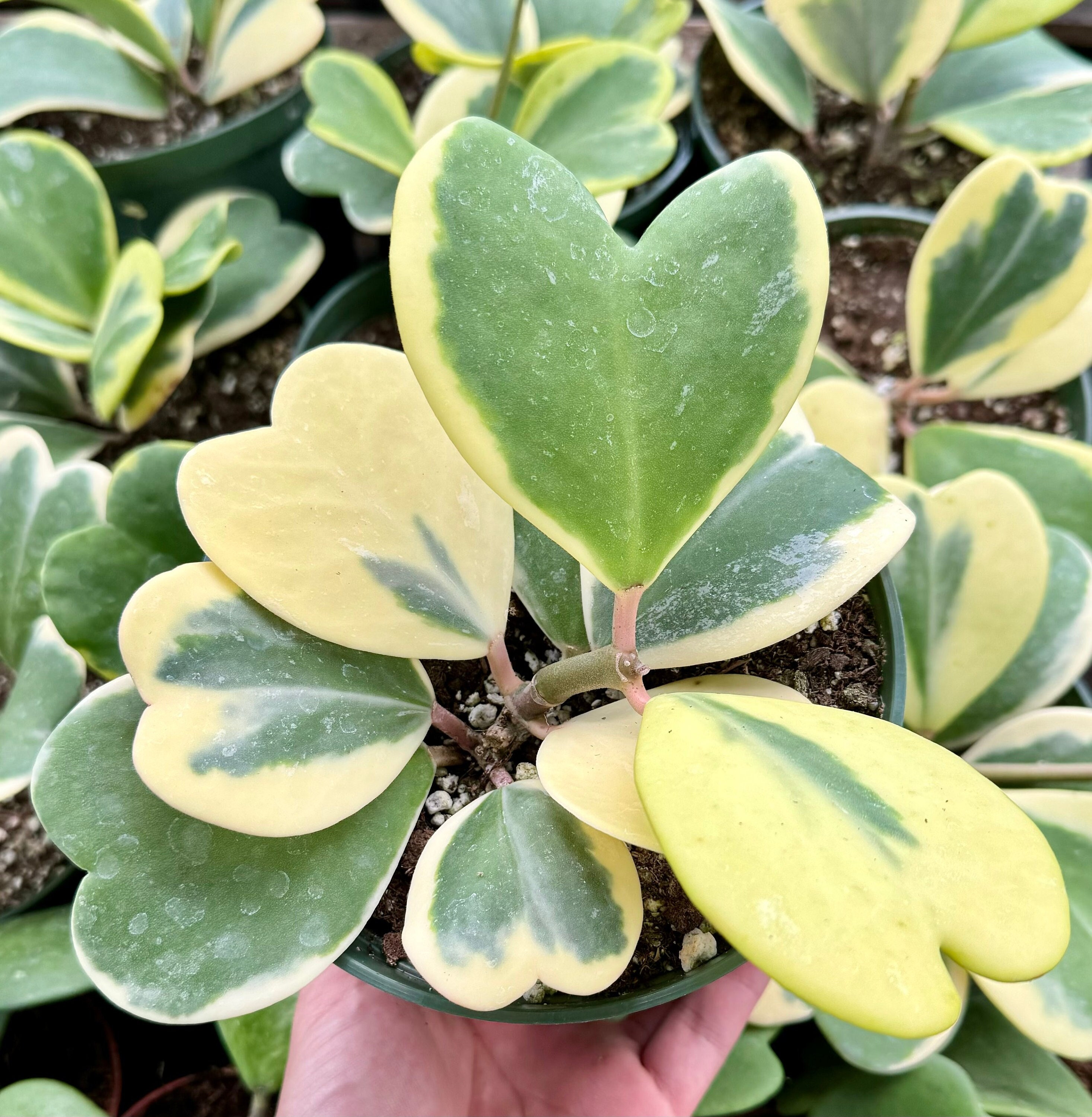 Variegated Heart Leaf Hoya, Variegated Hoya Kerrii, Hoya Kerri