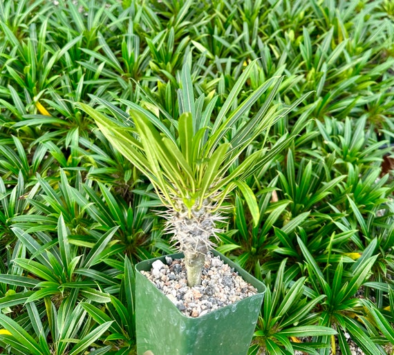 Madagascar Palm, Pachypodium Plant, Rare Succulent in 3" Pot - Etsy
