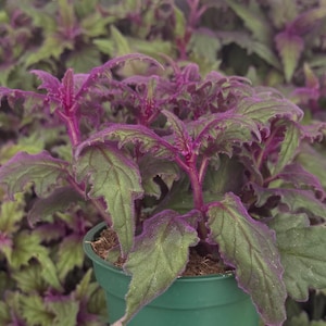 May include: A Gynura aurantiaca plant, commonly known as purple passion, features vibrant purple fuzzy stems and leaf edges with deep green centers. The plant is potted in a simple green plastic container, showcasing its distinct velvety texture and serrated foliage.