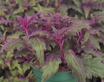 Purple Valvet Plant, Purple Passion Vine, Gynura Aurantiaca, Purple Plant in 4" pot