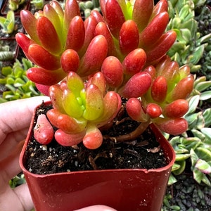 Sedum Jelly Bean, Sedum Rubrotinctum, Jelly Bean Plant, Live Plant in 2'', 4'' pot