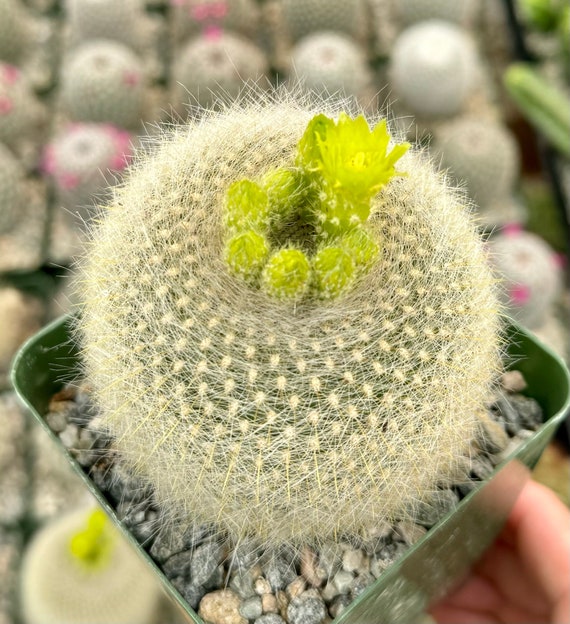 for sale cactus 2