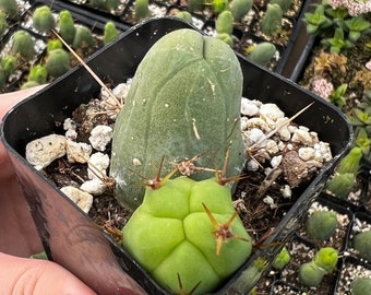 Penis Cactus, Rare Succulent, Unique Plant in 4", 5" pot