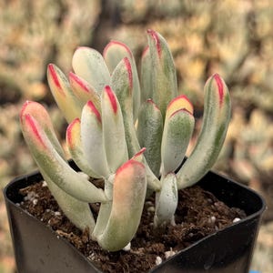 May include: A succulent plant with elongated, fleshy, finger-like leaves that are pale green with creamy white variegation and distinct bright red tips. The plant is potted in a small, square black plastic container filled with dark potting soil.