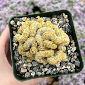 Golden Brain Cactus, Red Brain Cactus, Crested Cactus, Mammillaria Cristata Cactus, Rare Cactus, Unique Plant in 4&quot; pot