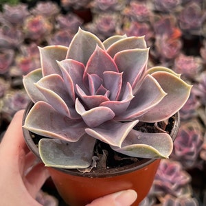 May include: A close-up of a succulent plant with fleshy, light purple leaves in a brown pot. The plant is in a rosette shape with a central point.