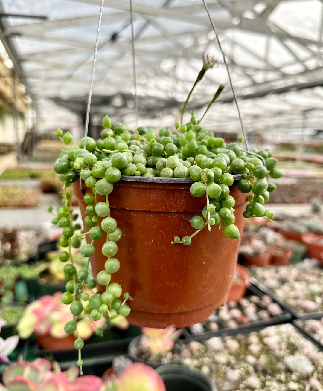String of Pearls, Hanging Succulent, Trailing Succulent, Indoor Houseplant,  Live Plant in 2", 4", 6" Pot - Etsy