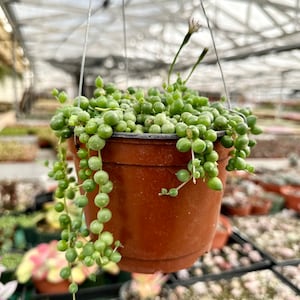 String of Pearls, Hanging Succulent, Trailing Succulent, Indoor Houseplant, Live Plant in 2&quot;, 4&quot;, 6&quot; pot