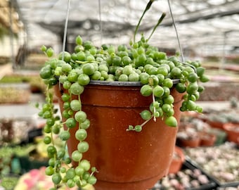 String of Pearls, Hanging Succulent, Trailing Succulent, Indoor Houseplant, Live Plant in 2", 4", 6" pot