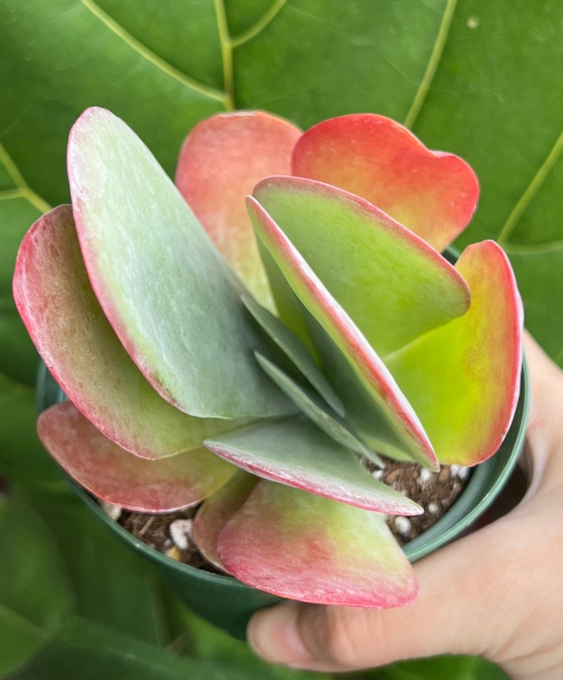 Puede incluir: Primer plano de una planta verde en maceta con hojas grandes, redondeadas y en forma de paleta. Las hojas tienen bordes y puntas rojas, que pasan a verde en el centro. La planta est&aacute; en una maceta verde peque&ntilde;a, sostenida por una mano, con un fondo verde frondoso.