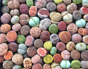 Lithop Seeds Mix, Living Stones Seeds, Colorful Mini Succulent Seedlings